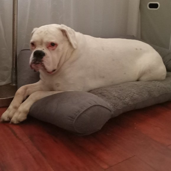 Meet your Posher, Stanley - Picture 1 of 2